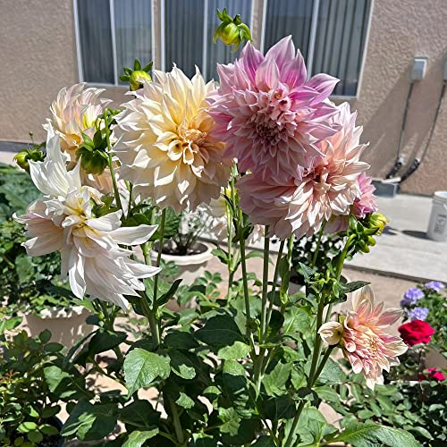 5 bulbos de dalia para plantar – Dahlia Pinnata – Cebollas hidropónicas: plantas perennes para decoración floral y disfrute visual – Foco en bulbos de dalia
